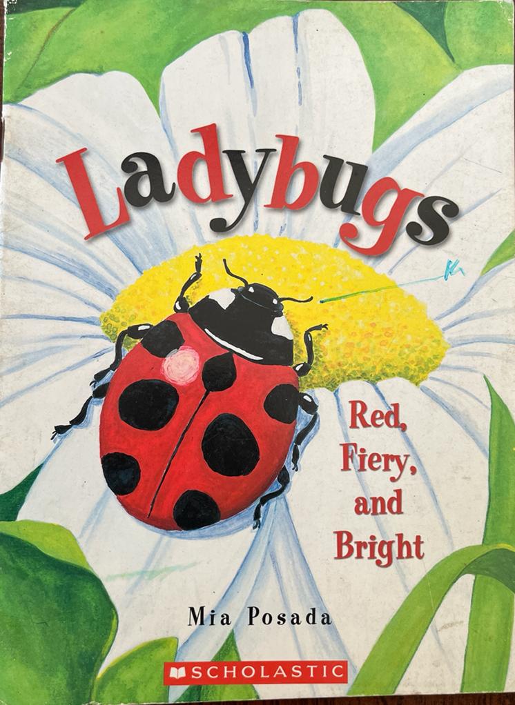 Ladybugs